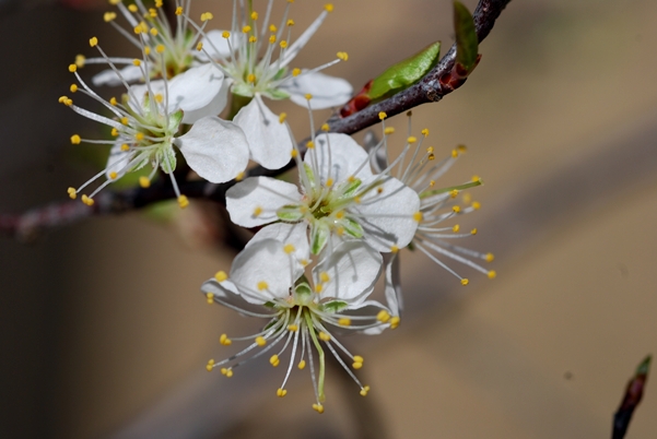 {Prunus umbellata}